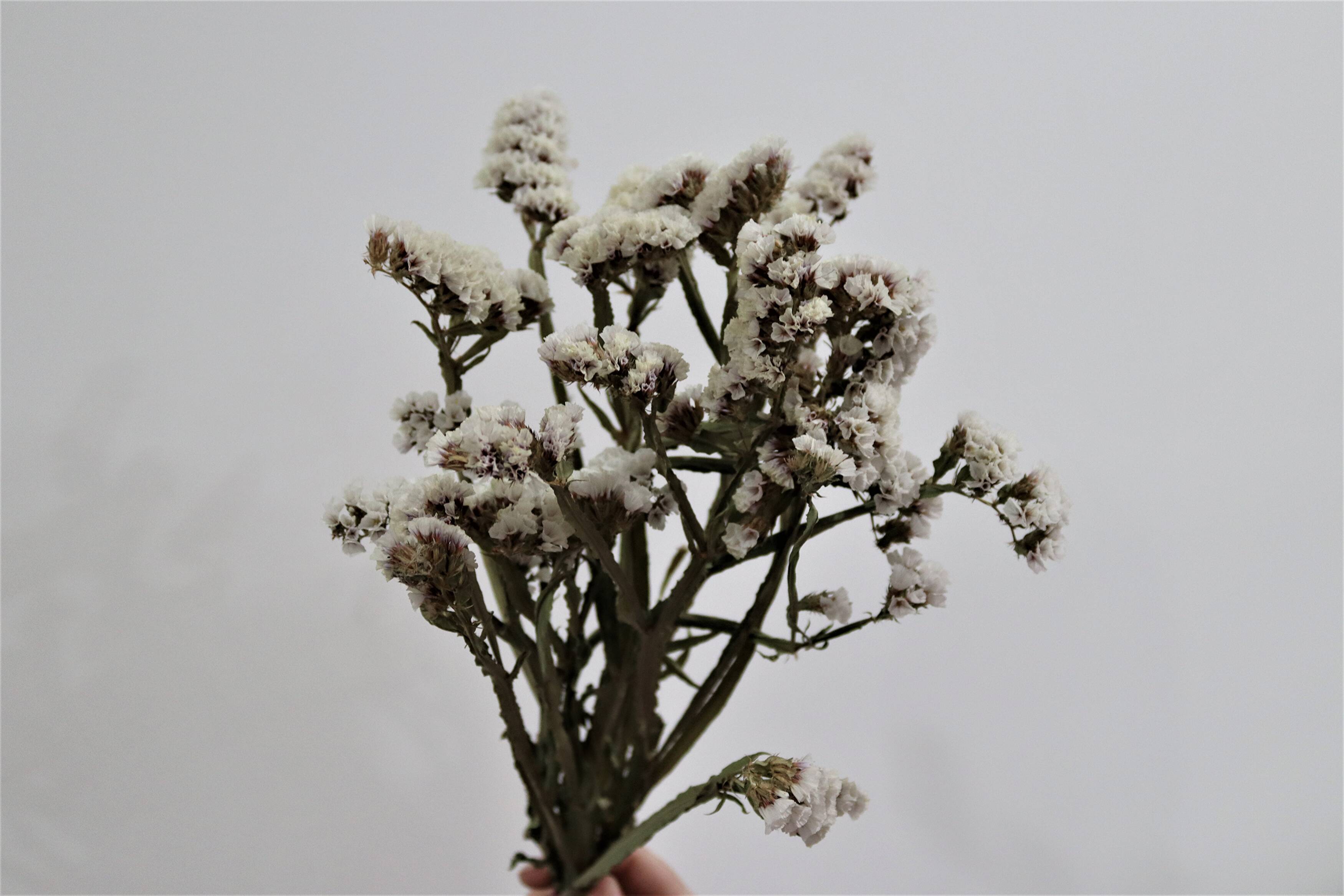 Royella Farm nursery